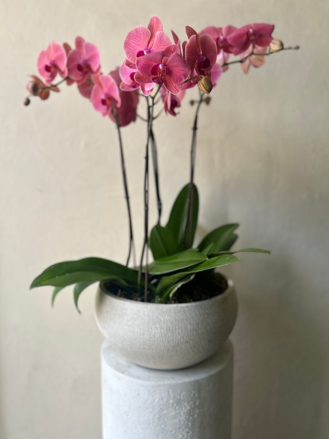 CORAL PHALAENOPSIS ORCHID PLANTER IN BOWL