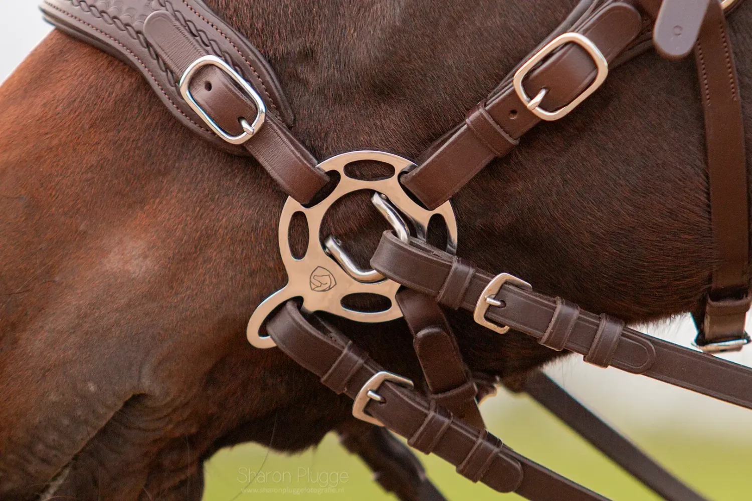 Ogłowie EDIX ED4 Hack-Q – Hybrydowe Ogłowie Bezwędzidłowe (Model Classic)