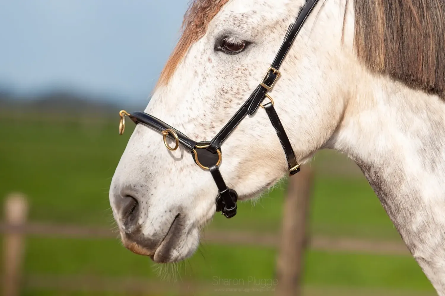 Ogłowie EDIX ED5 Cavesson – Anatomiczny Kawecan