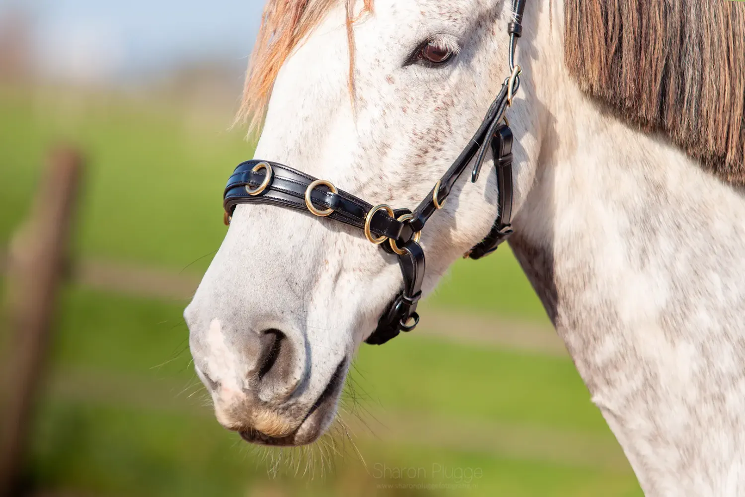 Ogłowie EDIX ED5 Cavesson PRO – Wielofunkcyjny Kawecan Anatomiczny
