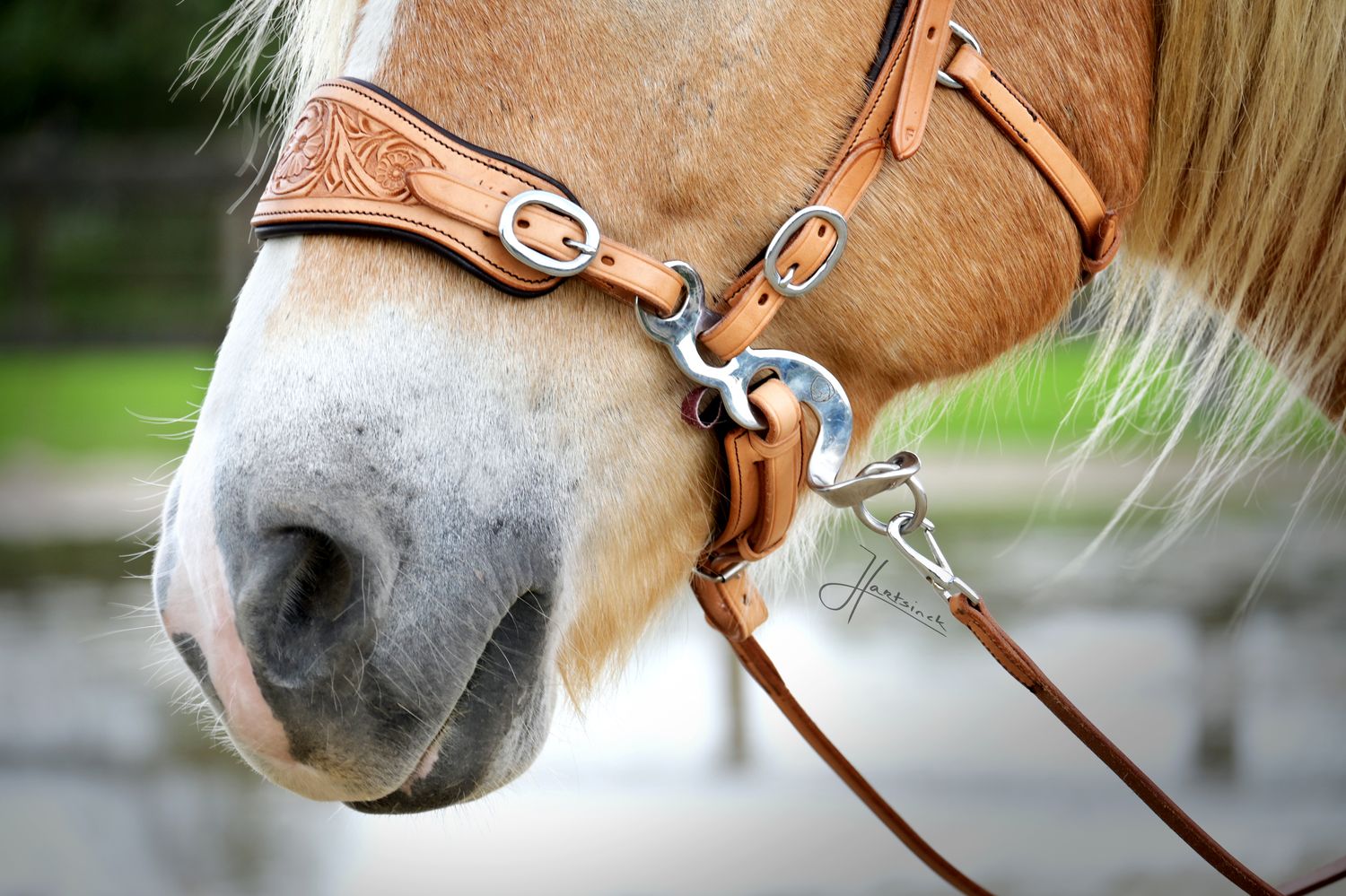 EDIX® ED3 western bridle "Rose Collection"