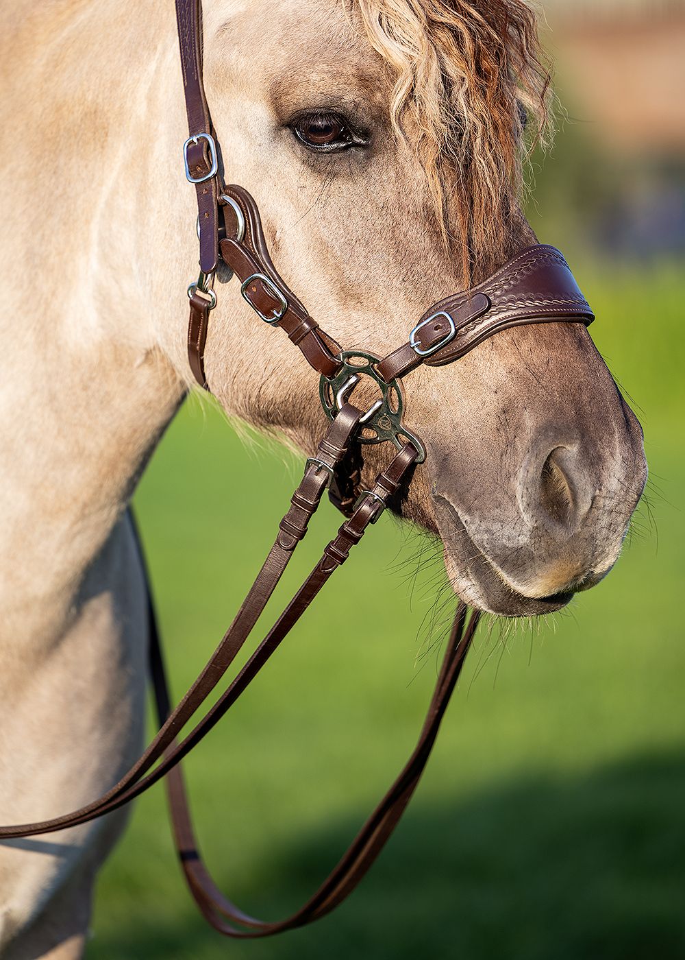 EDIX® ED4 Hackamore bridle, model Jazz