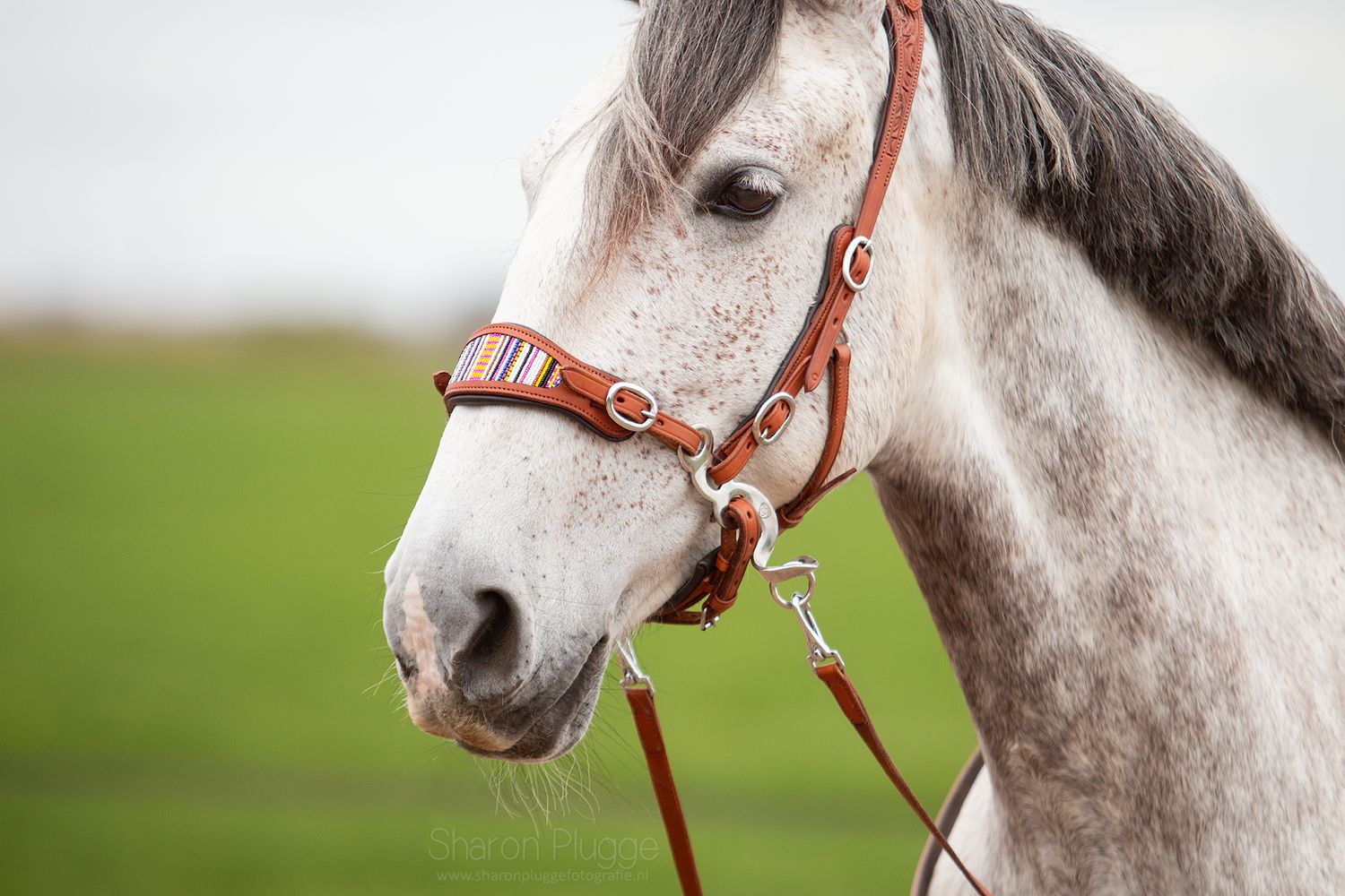 EDIX® ED4 Hackamore model Brightstar