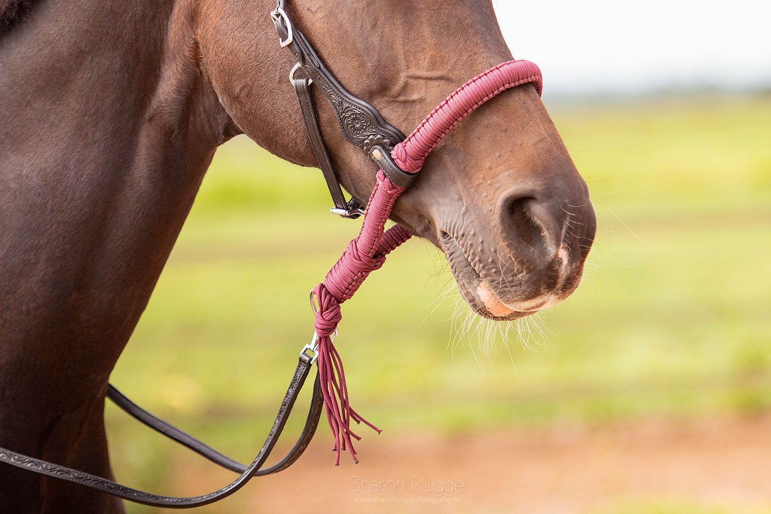 EDIX® Alano Bosal