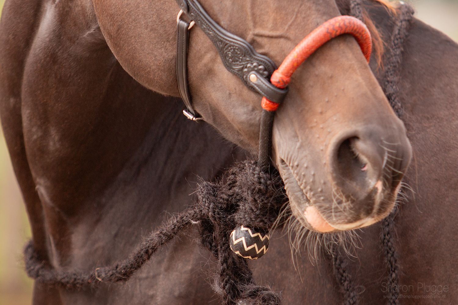 EDIX® Chara rawhide bosal
