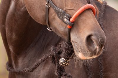 EDIX® Chara rawhide bosal EDIX® Chara rawhide bosal
