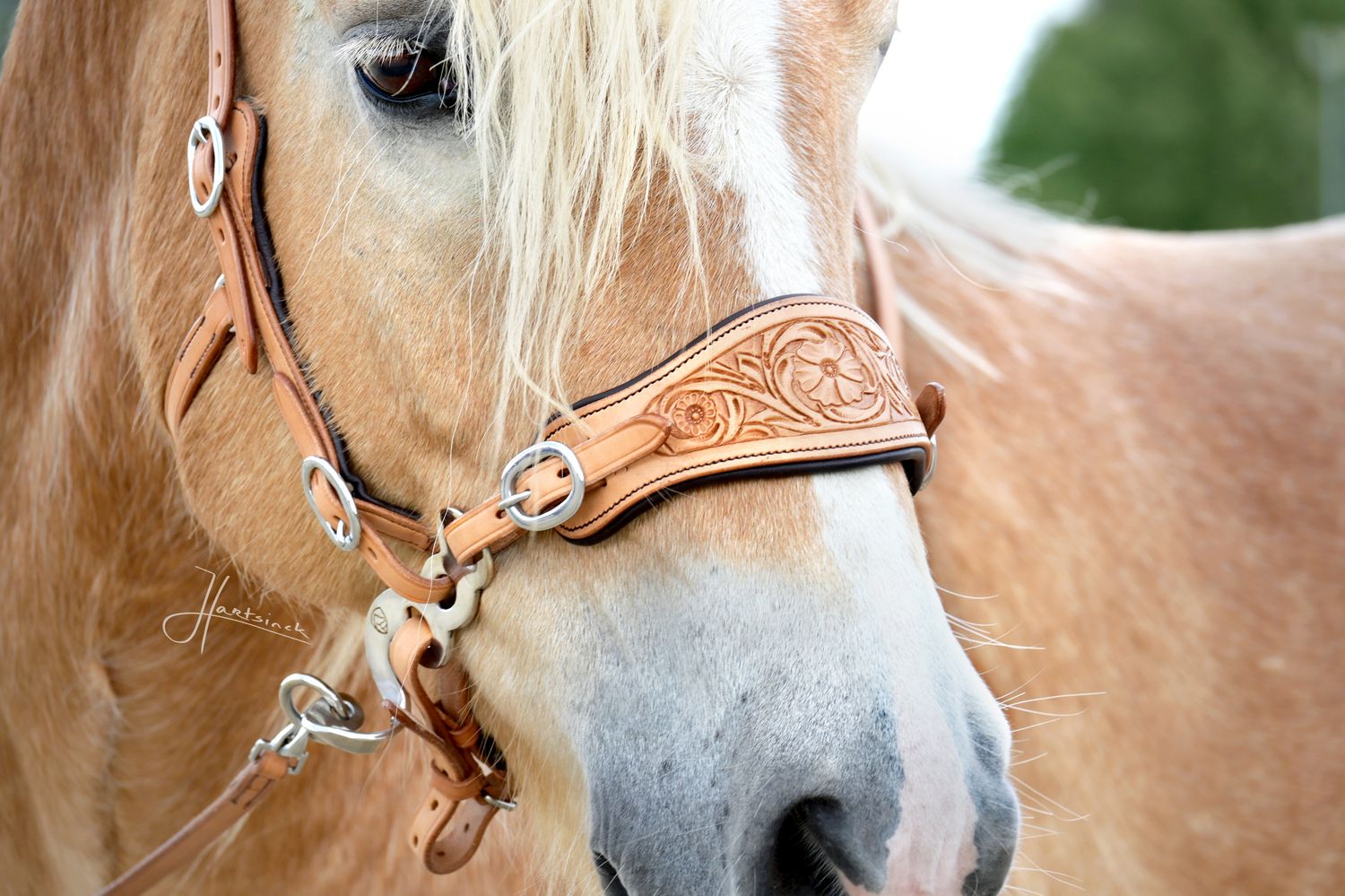 EDIX® ED4 Hackamore "Rose Collection"