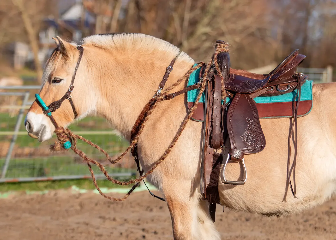 Popręg Western EDIX Roper