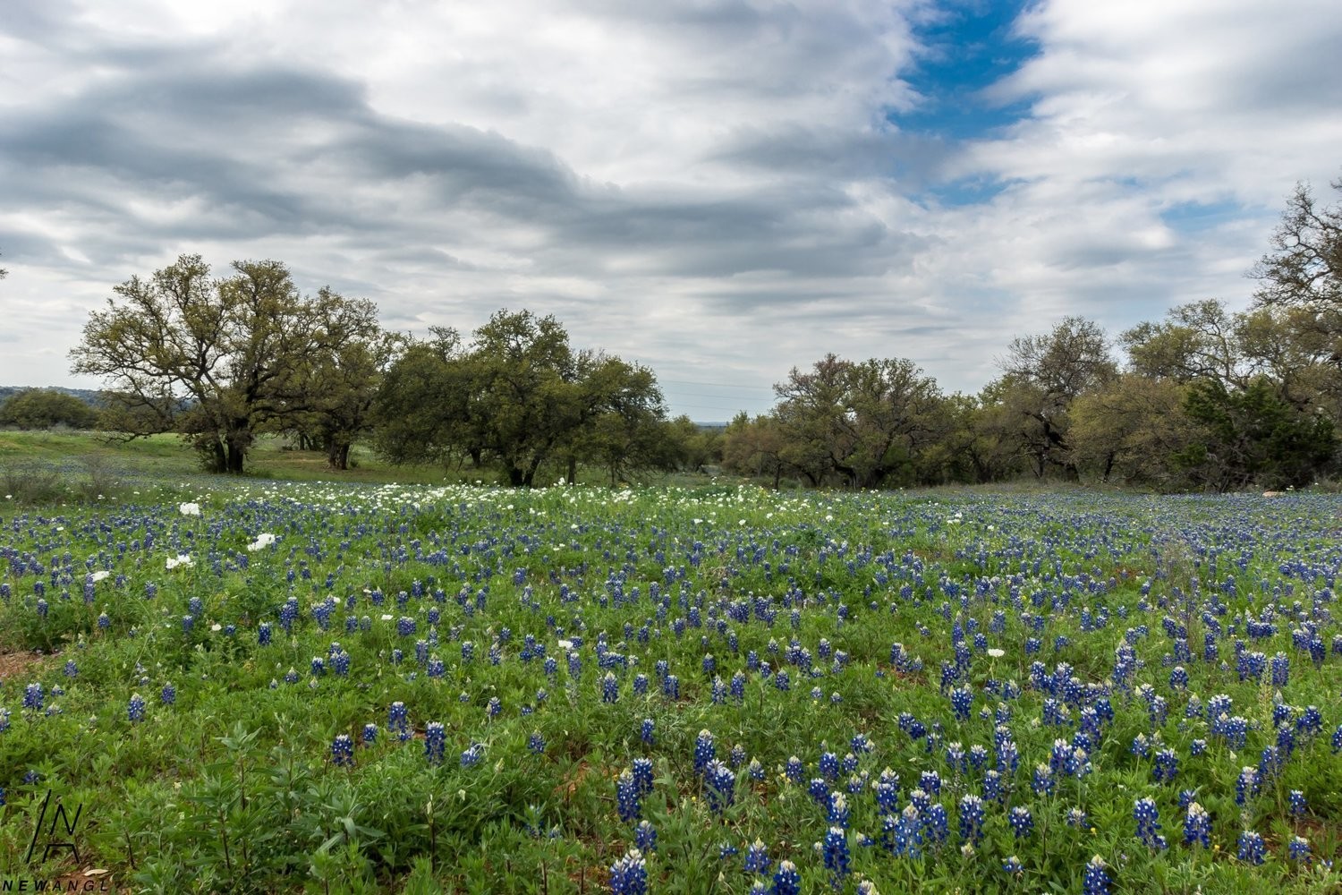 # 846  Bluebonnet Carpet