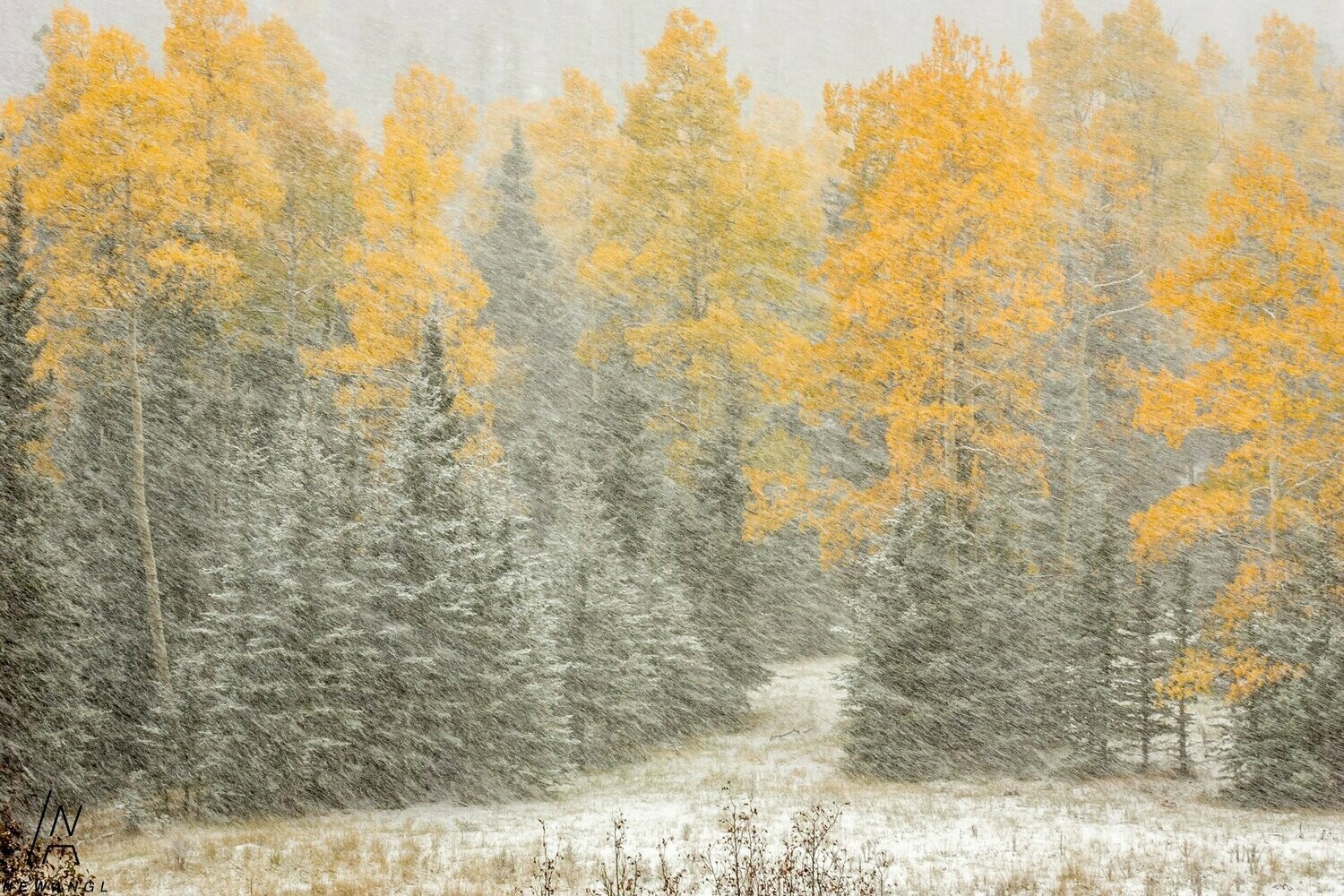 Winter Surprise - Photo Card Set of 8