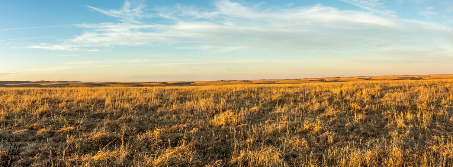 3147  Tall Grass Sunset