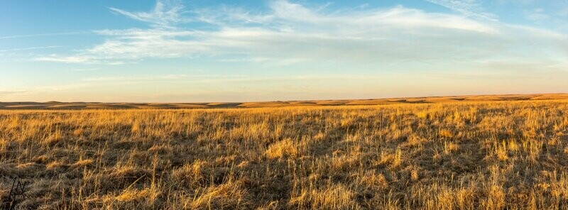 3147  Tall Grass Sunset