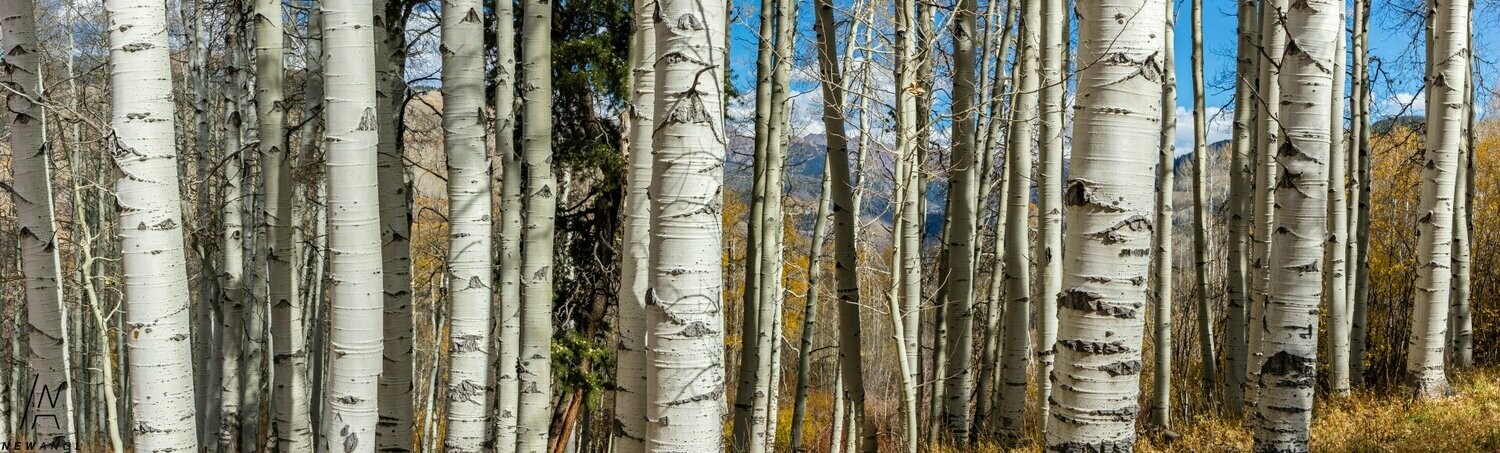 7442  Aspens