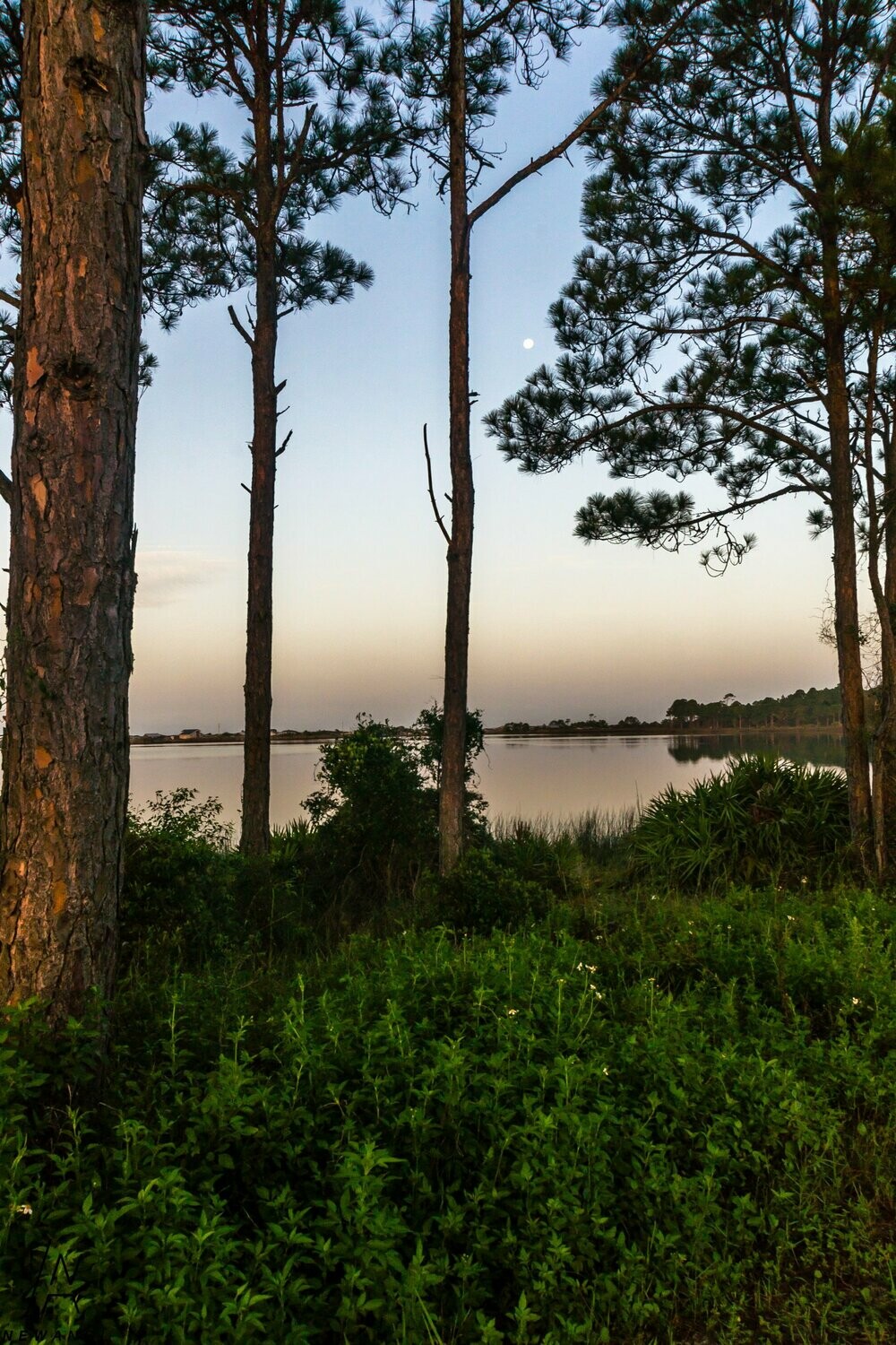 7229  Summer Dawn