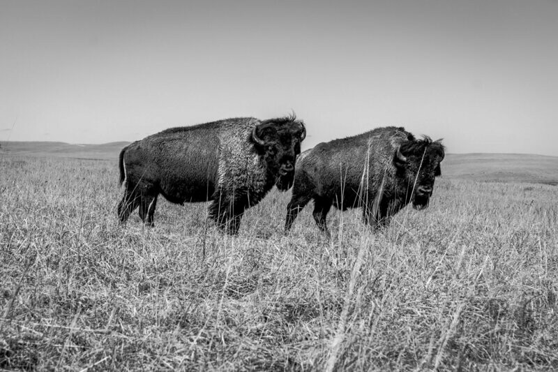 Guardian Of The Plains- Photo Card Set of 8