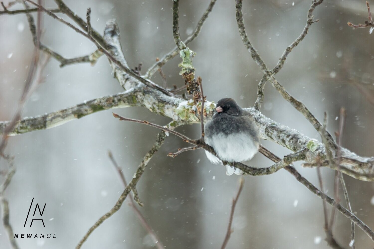 # 8885 - Dark-Eyed Junco