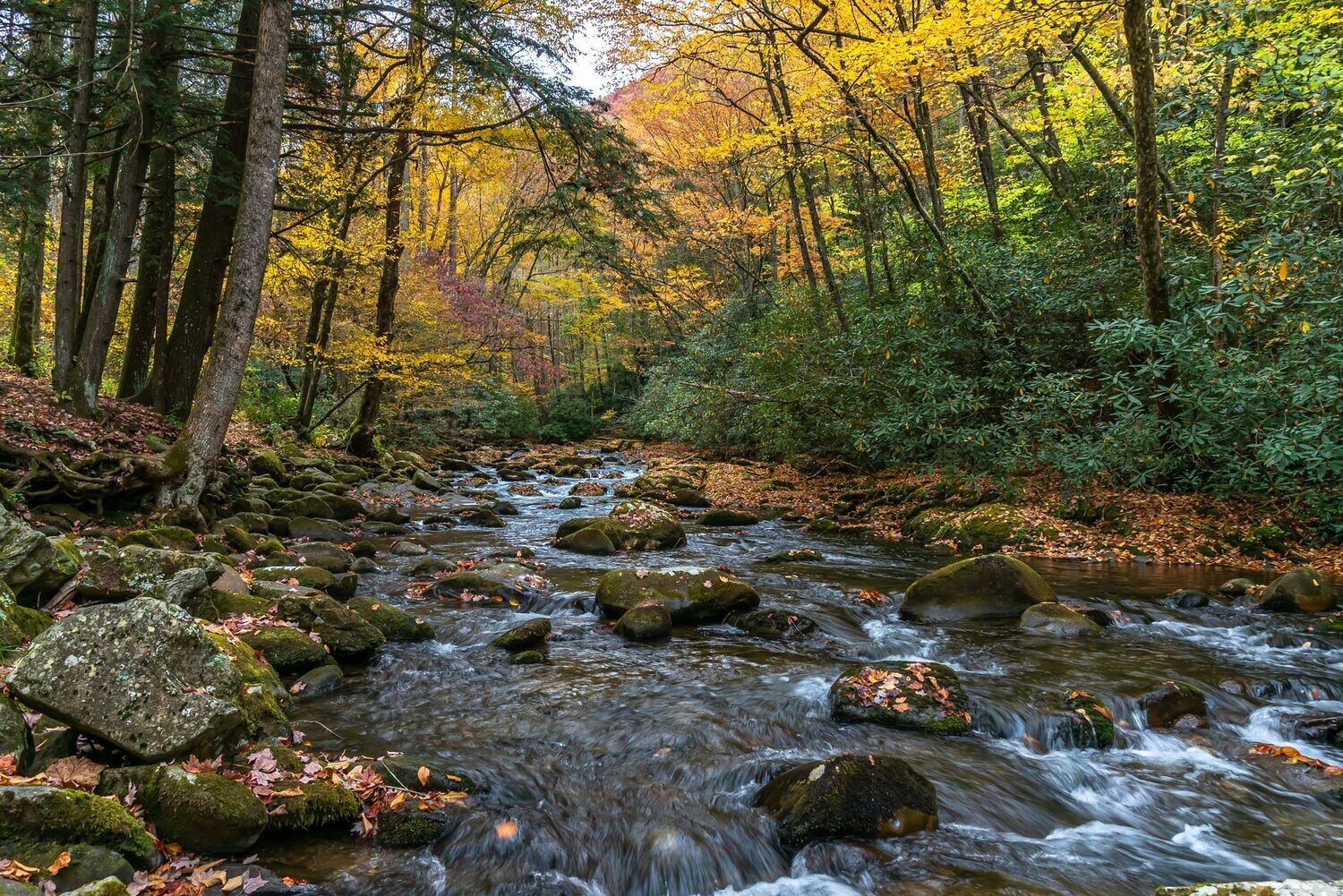 # 1946  Autumn Serenade