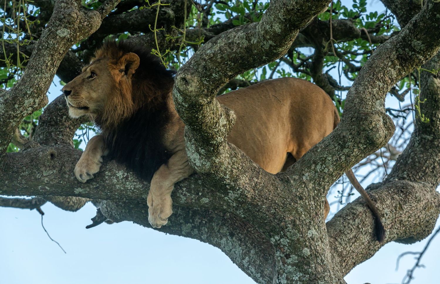 # 3411 Lookout # 3411 Lookout