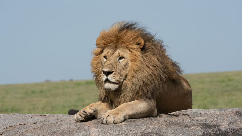 # 3867  Simba