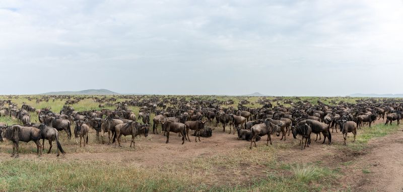 # 4074  The Great Migration