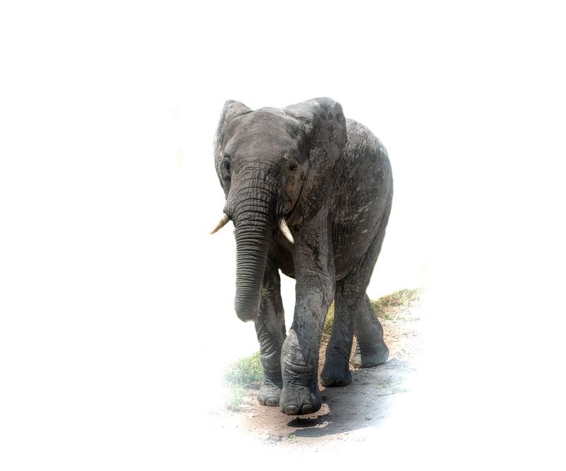 # 1  Serengeti Series