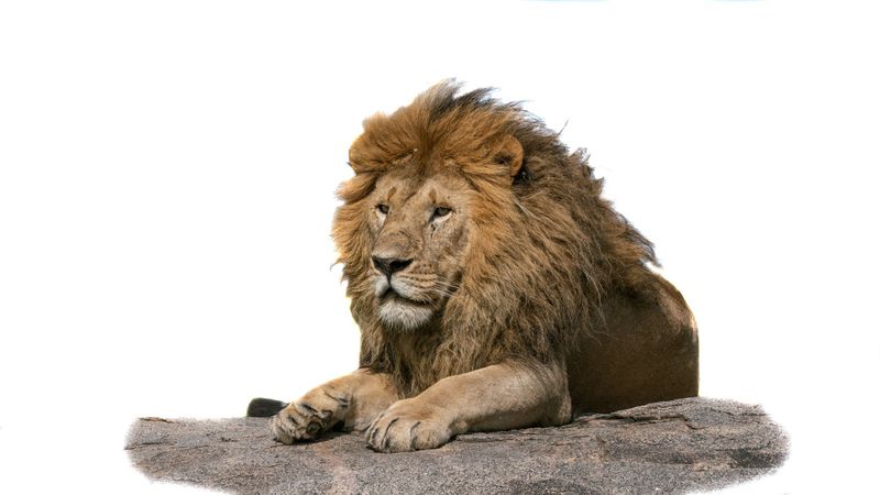 # 6  Serengeti Series