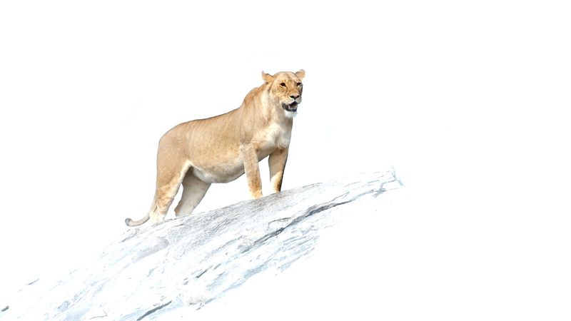 # 3  Serengeti Series