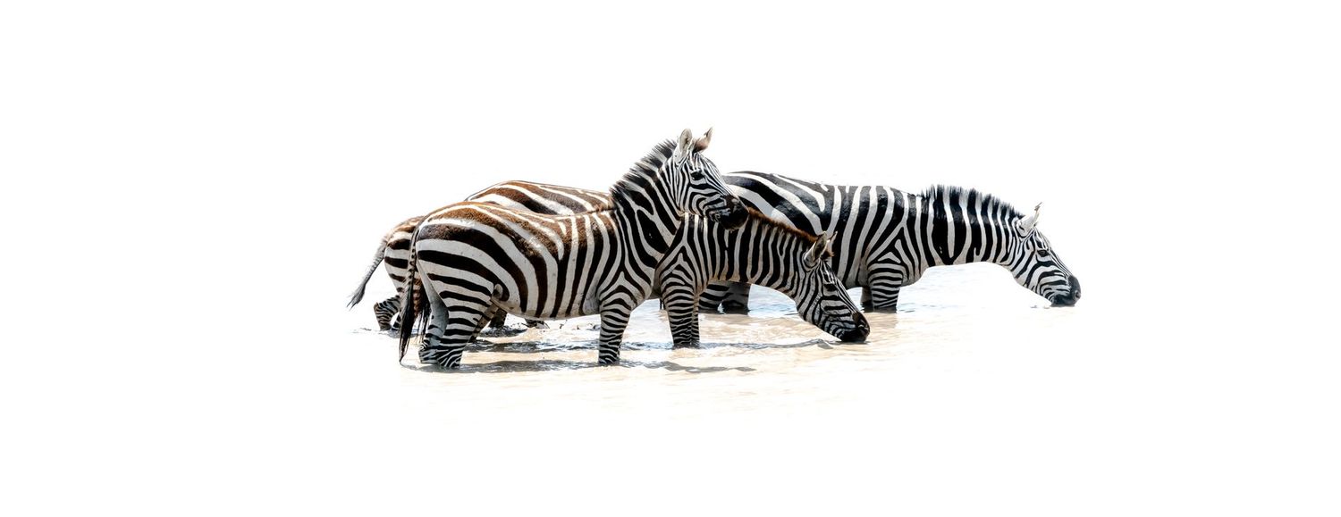 # 2  Serengeti Series