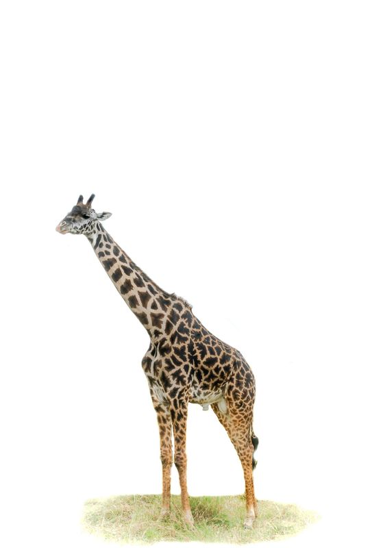 # 4  Serengeti Series