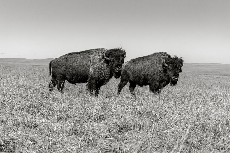 #3047 Guardian Of The Plains