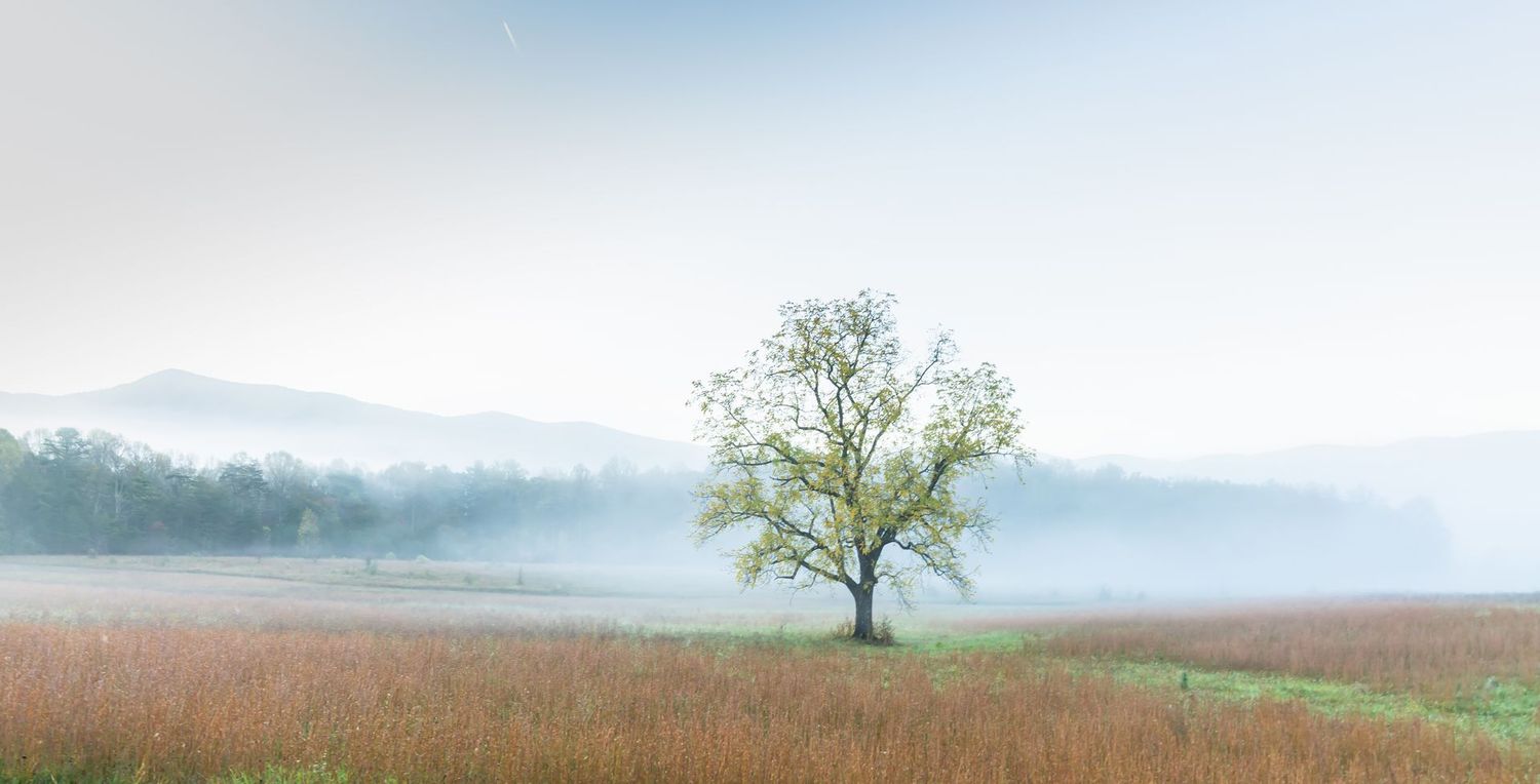 # 5664 Smoky Mountain Mist