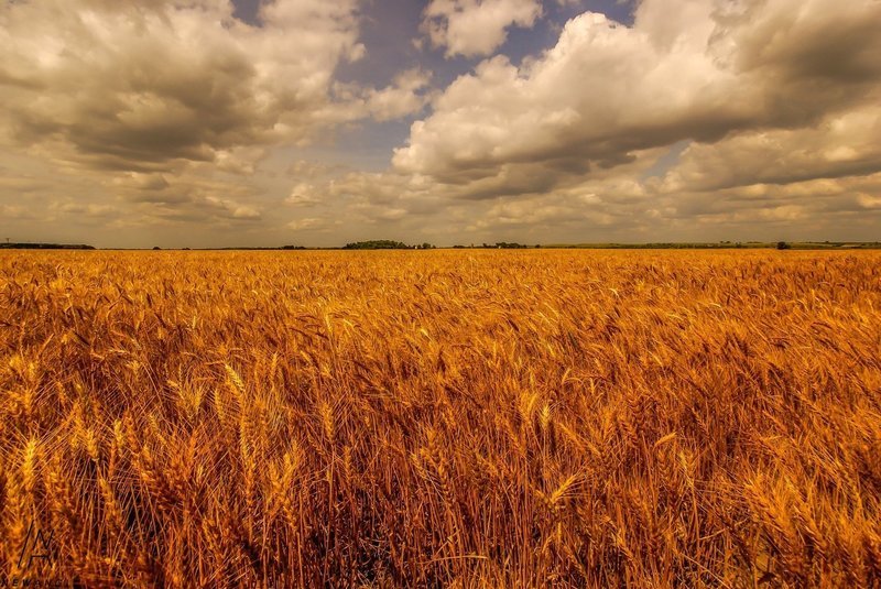 #555 Ready For Harvest