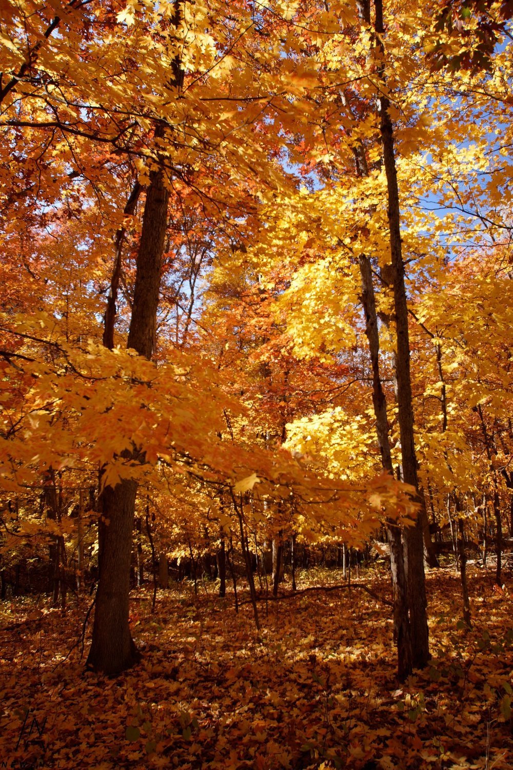 #1023 Autumn Ballet