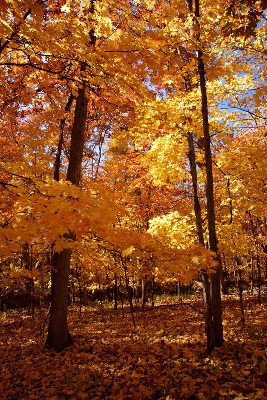#1023 Autumn Ballet
