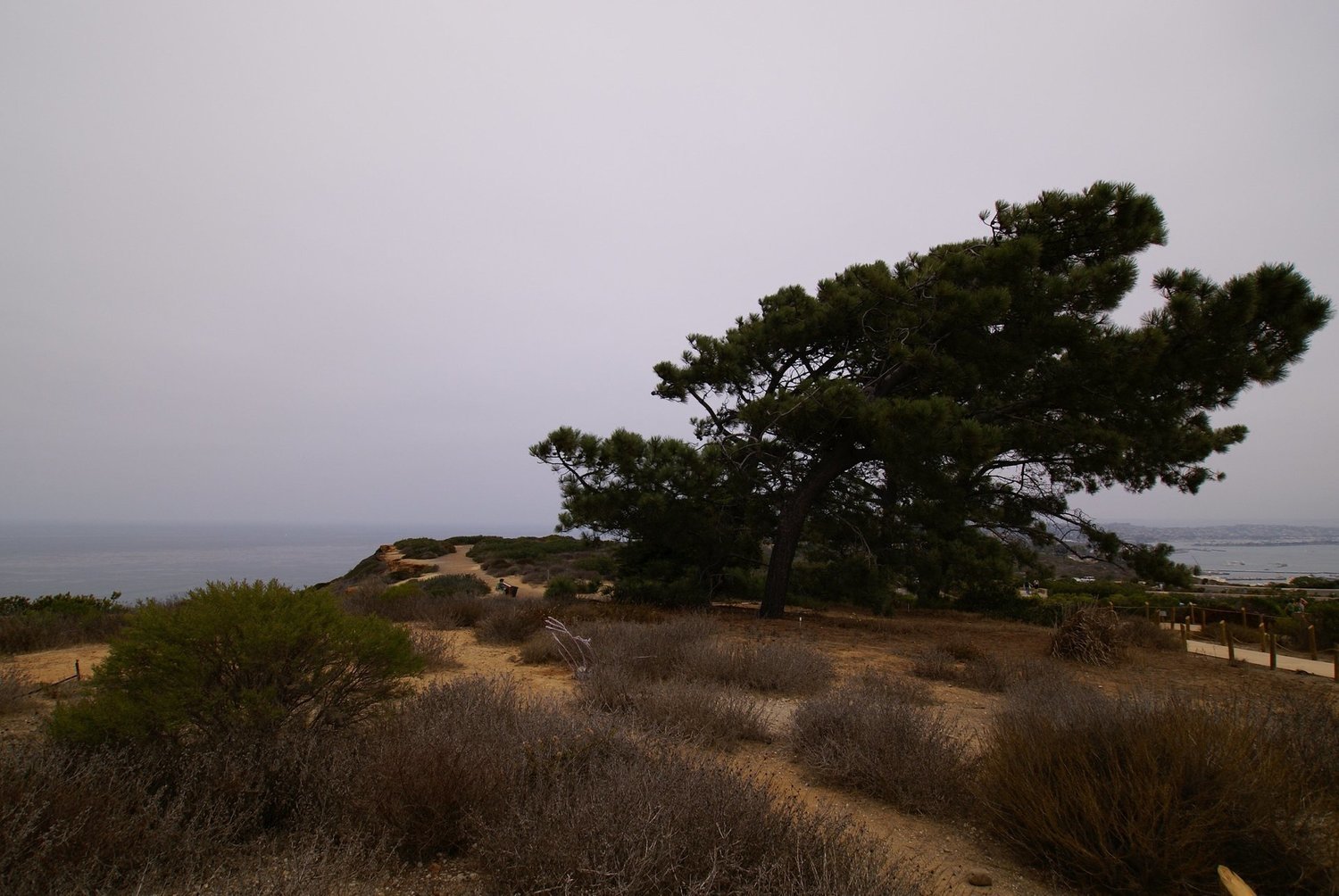 #2356 Windswept