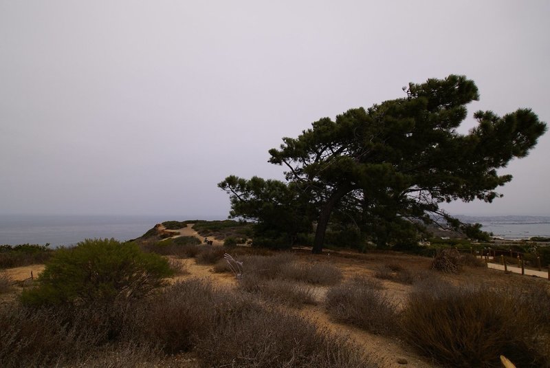 #2356 Windswept