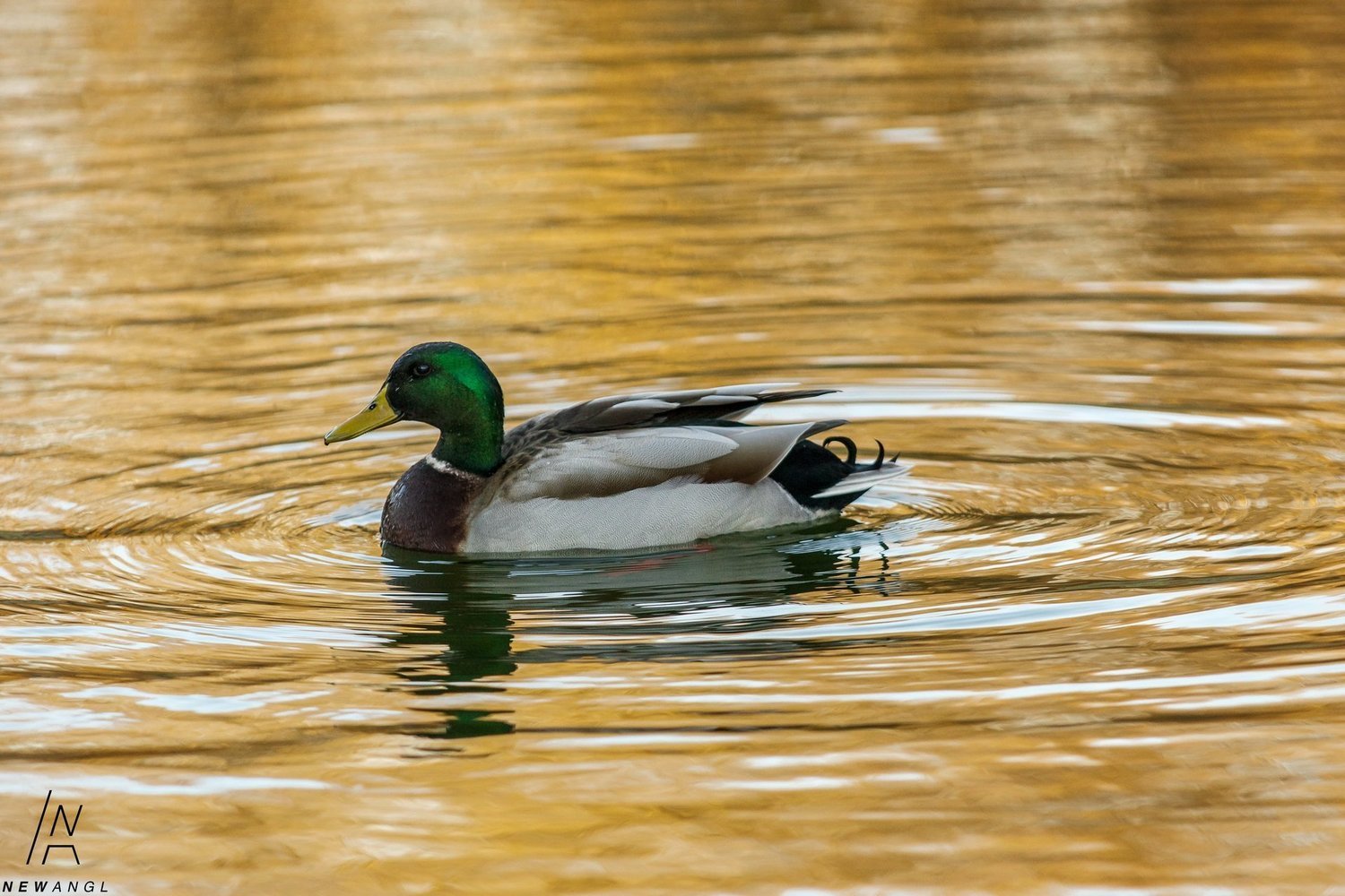 #2546 Golden Pond
