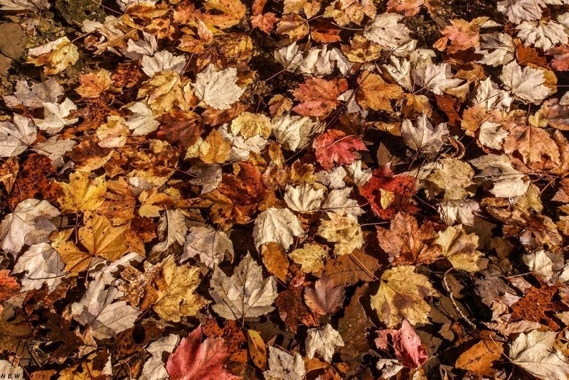#2882 Autumn Ballet