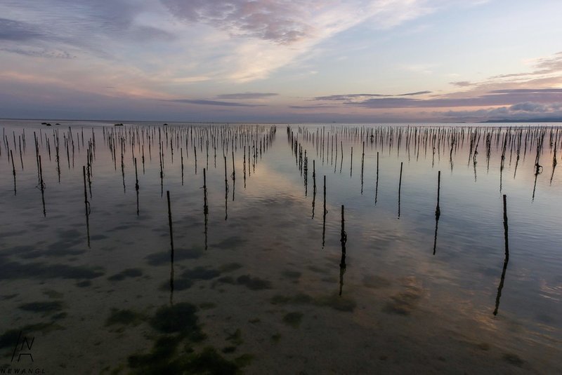 #3127 Seaweed Symmetry