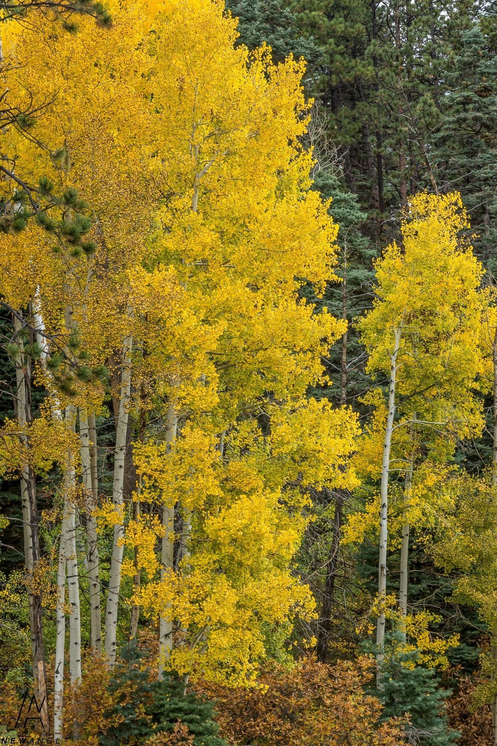 #7972 Aspen Splendor