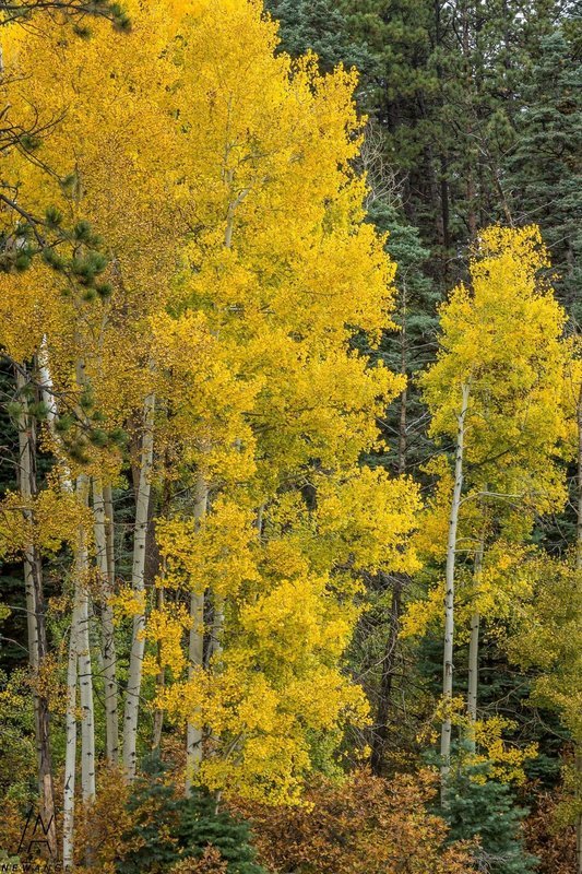 #7972 Aspen Splendor