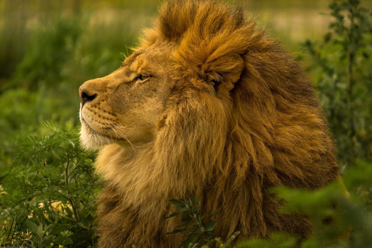 #5757 Regal Repose