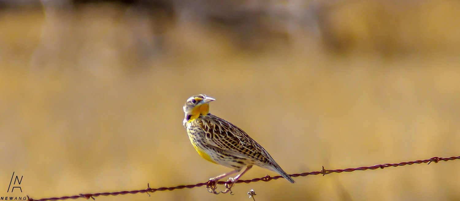 #0488 Prairie Soloist