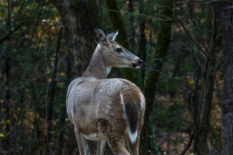 #301  Woodland Ingenue