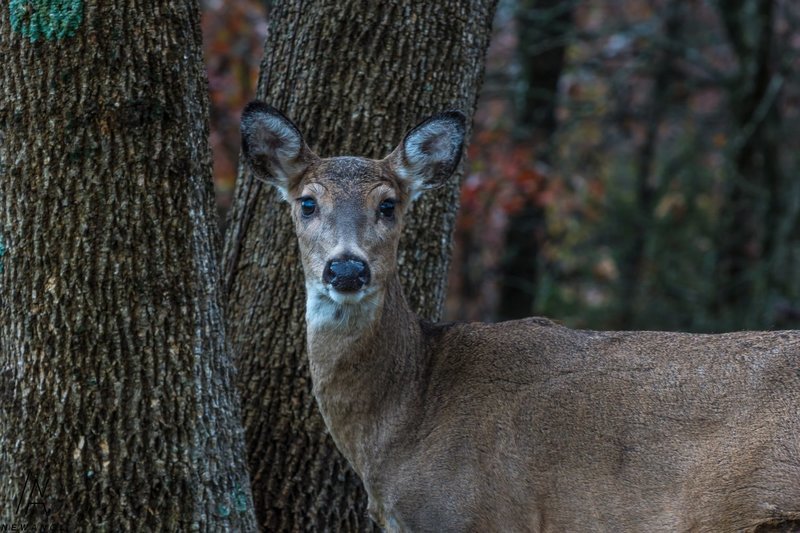 #304  Doe Eyes