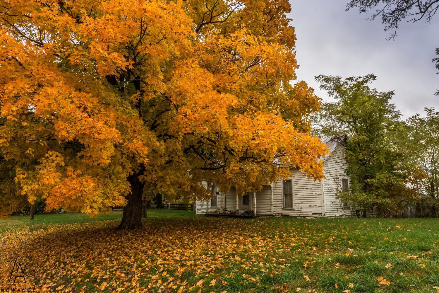 #312  Autumn Memories