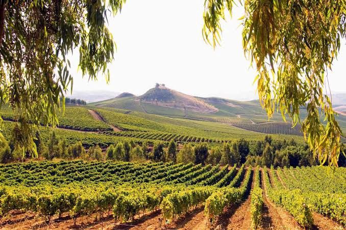 Il Vino D’Italia - Explore the wines of Italy North to South Il Vino D’Italia - Explore the wines of Italy North to South