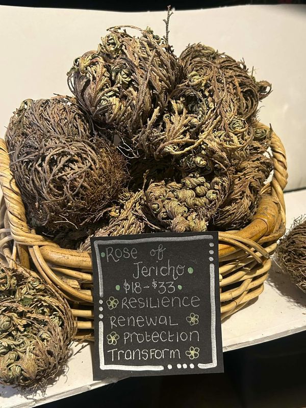 Rose of Jericho