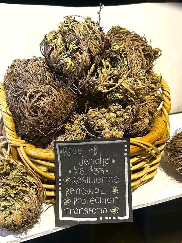 Rose of Jericho - 3 sizes