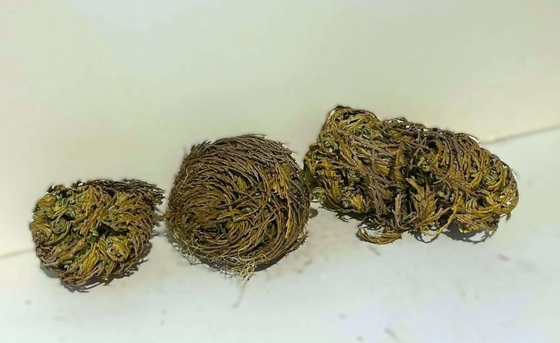 Rose of Jericho - 3 sizes